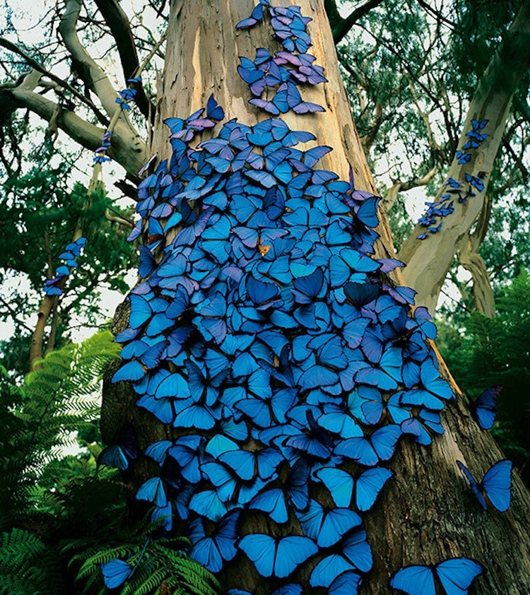 Srebrenitsa mavi kelebekler