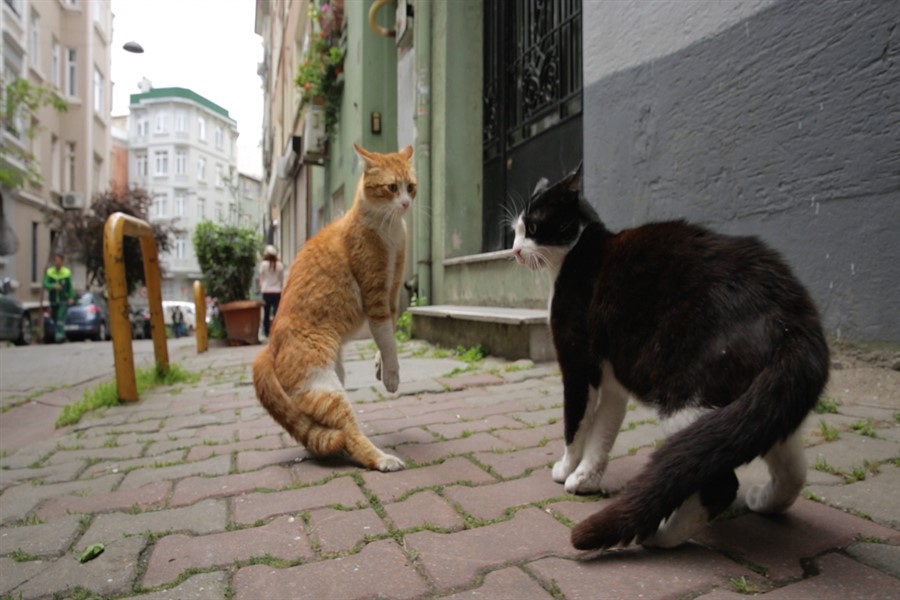 Haftanın Film Önerisi: Kedi