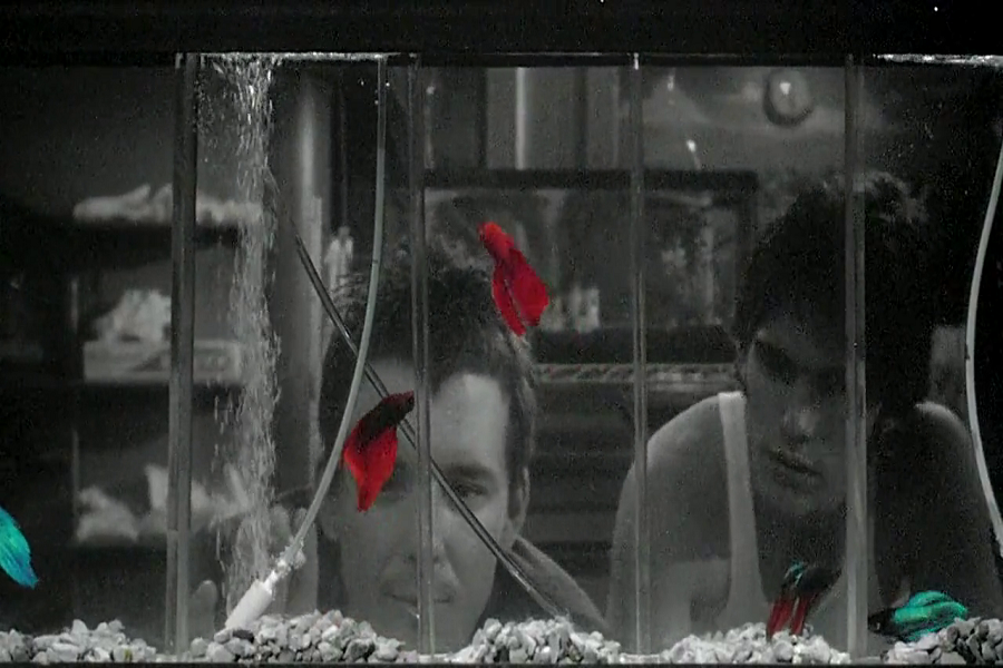 Rumble Fish: Benzer Ama Farklı İki Siyam Balığı
