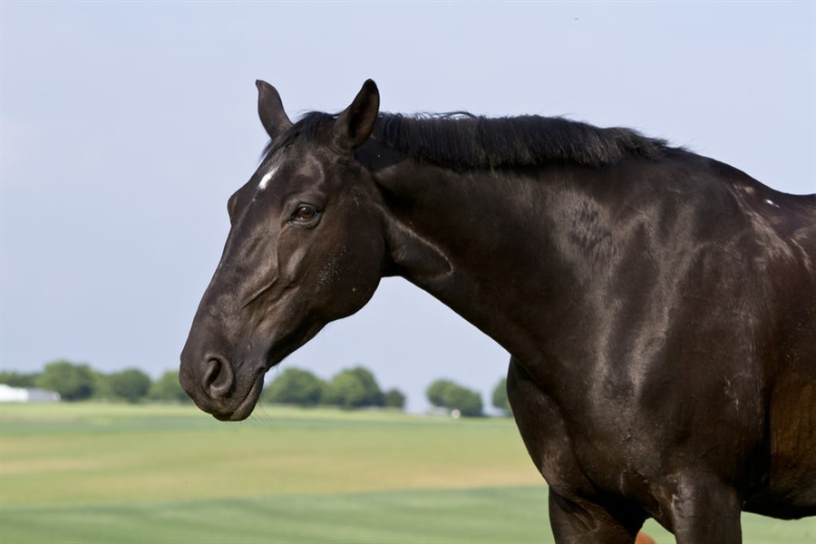 Atların Sesi: Siyah İnci Kitabından 10 İç Burkan Alıntı