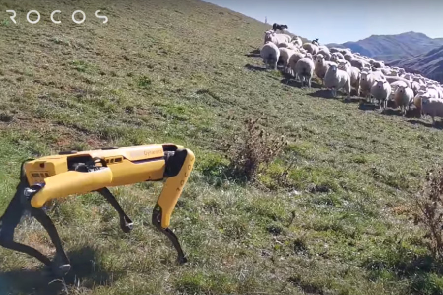 Çoban Köpeklerinin Yerini Robotlar Mı Alacak?