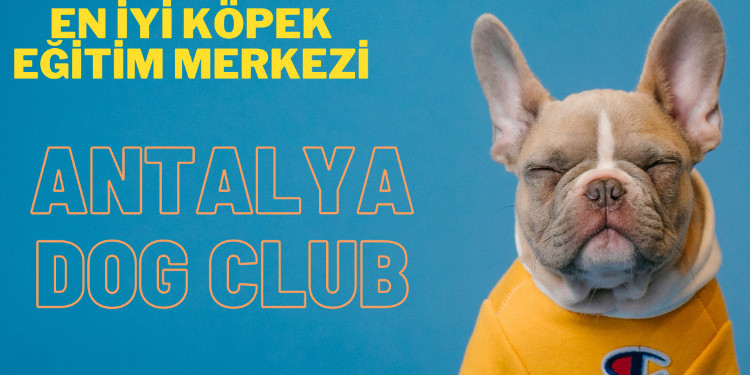 Antalya Köpek Eğitimi Merkezi Fiyatları! Yavru Köpek Eğitmeni