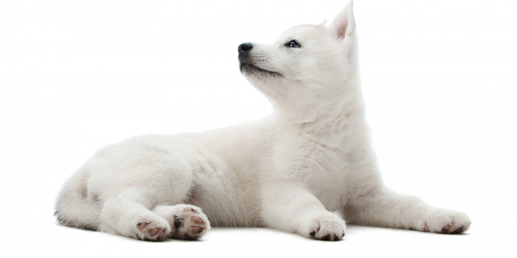 Büyümeyen Küçük Irk Köpek Cinsleri ve Özellikleri 
