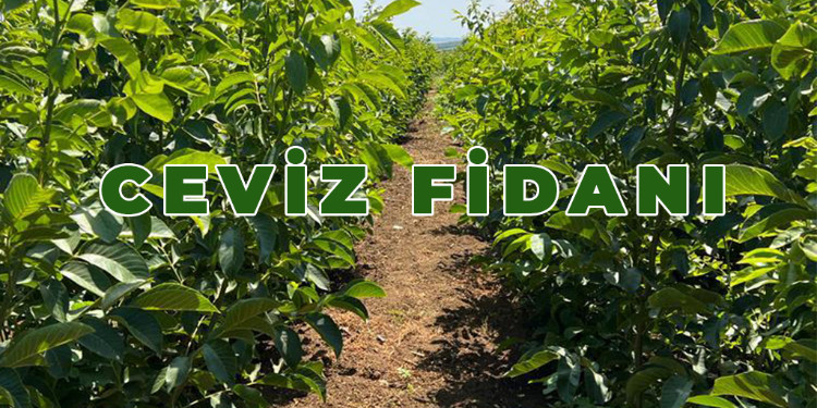Ceviz Fidanı Rehberi: Çeşitleri, Dikimi, Bakımı ve Faydaları