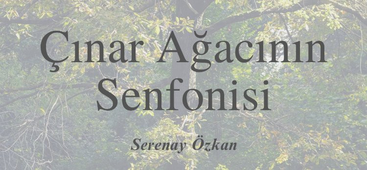 Çınar Ağacının Senfonisi