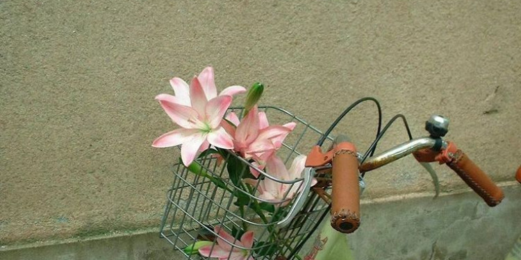 gitmek istiyorum ama bisiklet de sürmek istiyorum