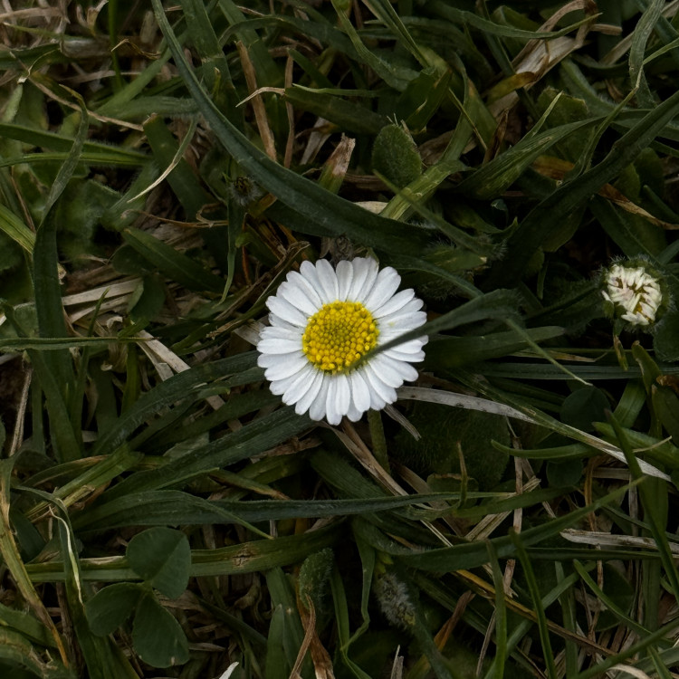 İç Çekişmeler: Çürüme ve Yeniden Doğum