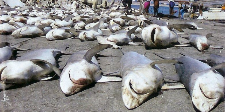 İnsanlığın Öteki Yüzü: Racing Extinction