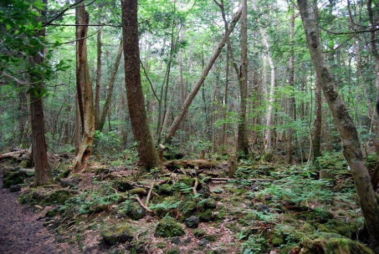 İntihar Ormanı: Aokigahara