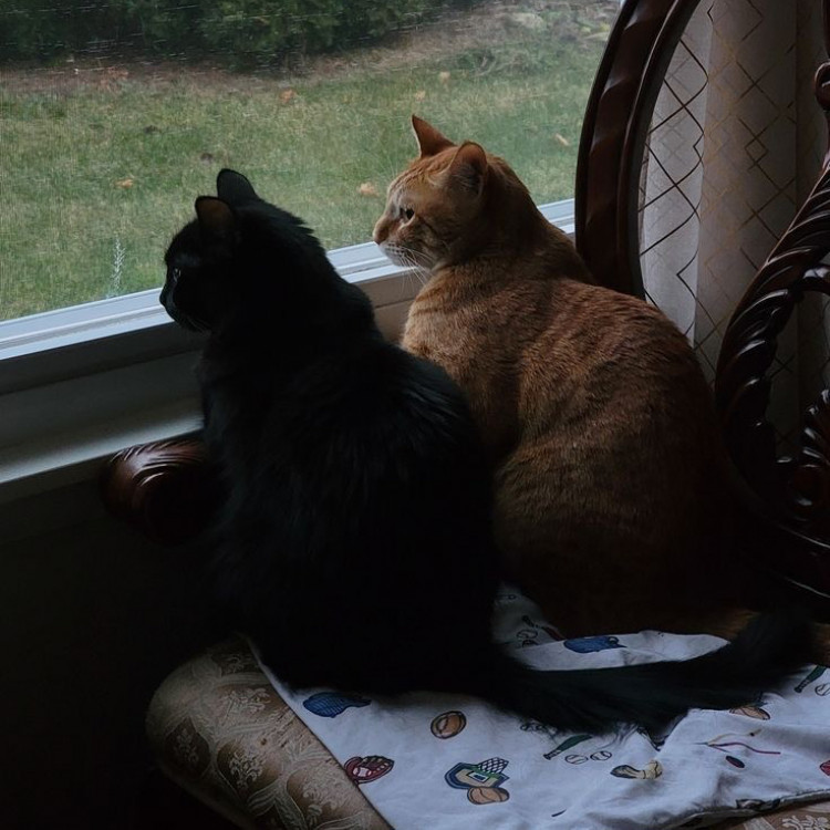 iz