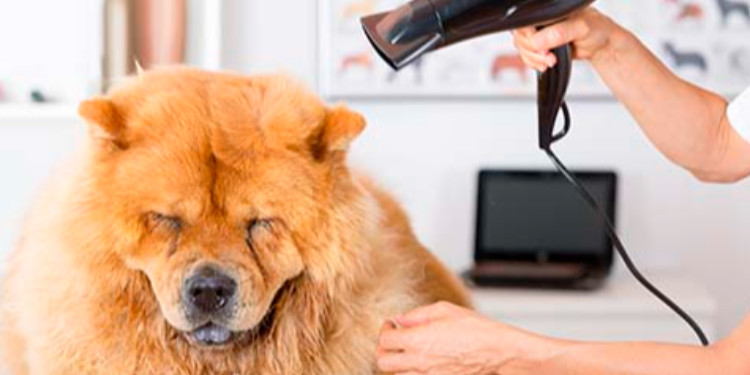 Kağıthane Pet Kuaför ve Kedi Köpek Kuaförü!