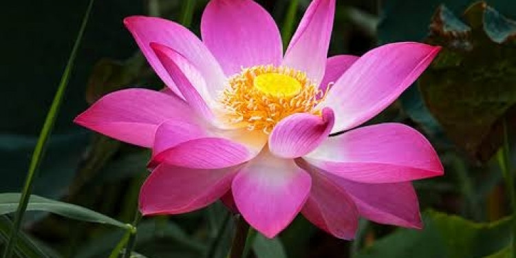 Lotus Çiçeği (Nelumbo nucifera)