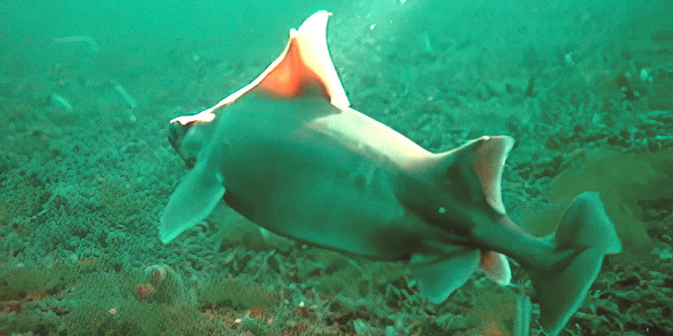 Oksijensizleşmeye direnen köpekbalıkları alarm veriyor!