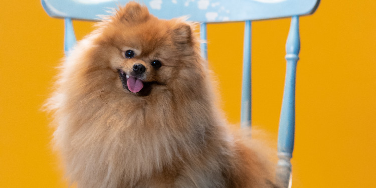 Pomeranian Boo Cinsi Köpeği Eğitimi! Köpek Irkı Özellikleri, Bakımı ve Karakteri
