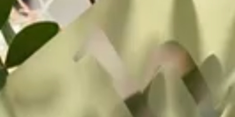 Sonbahar Çiçeği