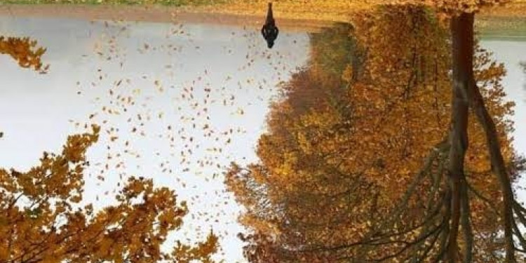 Yaprak Yağmurları