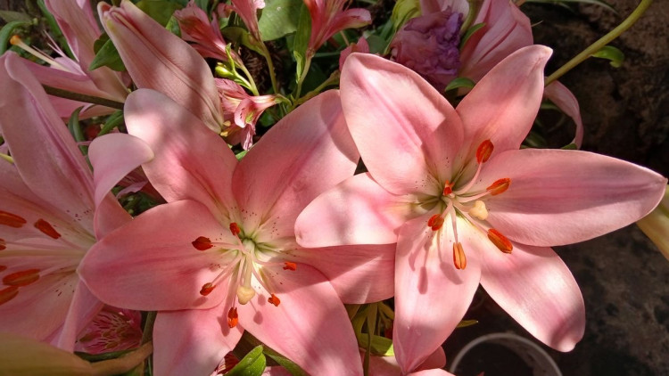 Zambak(Lilyum)Çiçeği ve Anlamı